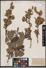 Foto von Salix cinerea L.